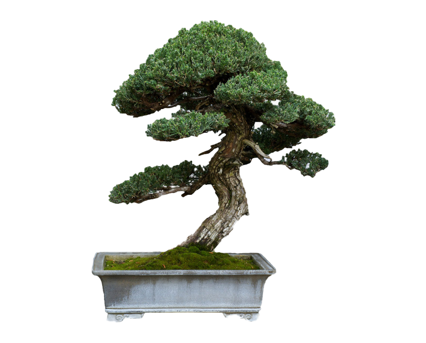 bonsai